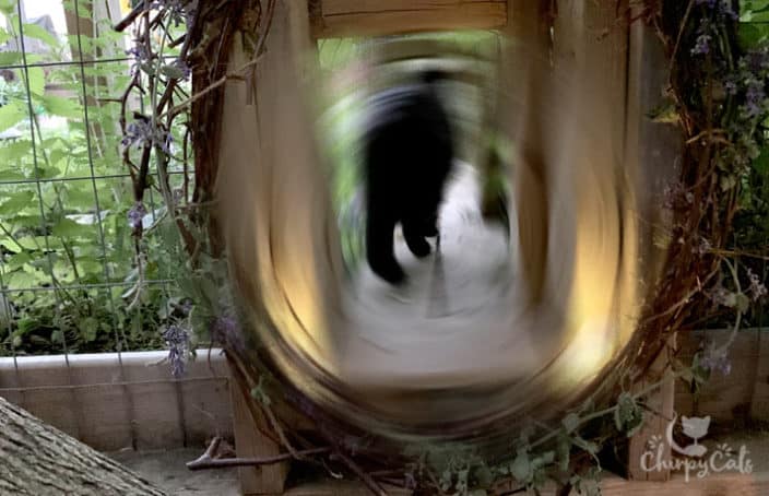 blurred image of a cat walking through a cat tunnel