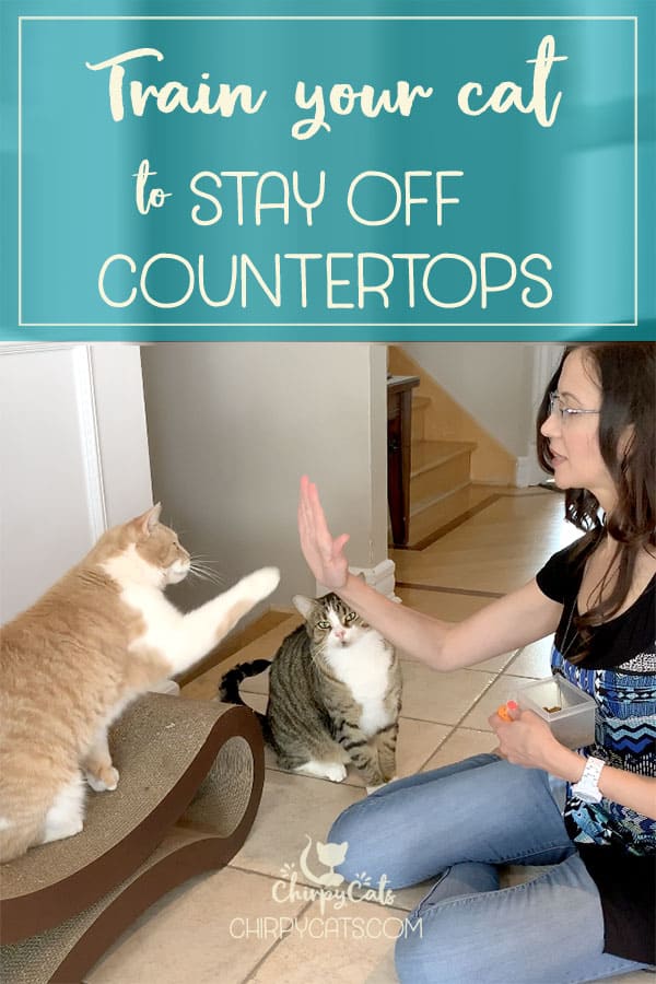 Train your cats to stay off countertops through rewards-based training