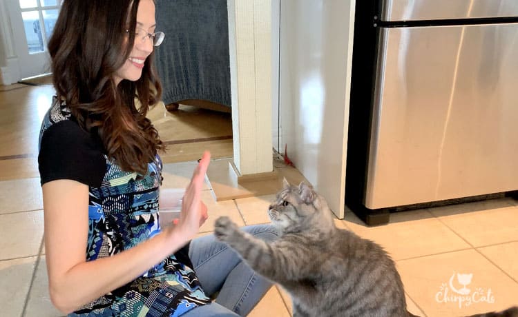 grey tabby learning how to high 5
