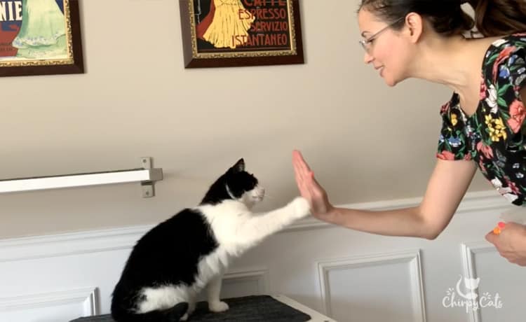 tuxedo cat learning to high 5