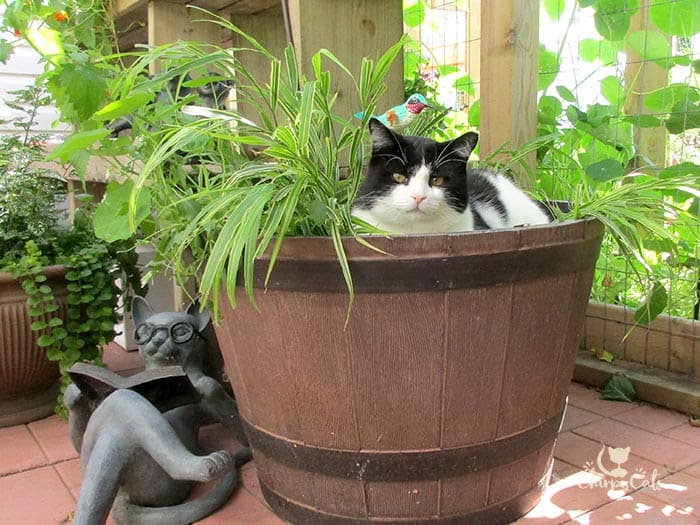 tuxedo cat sitting in a large barrel planter in a catio