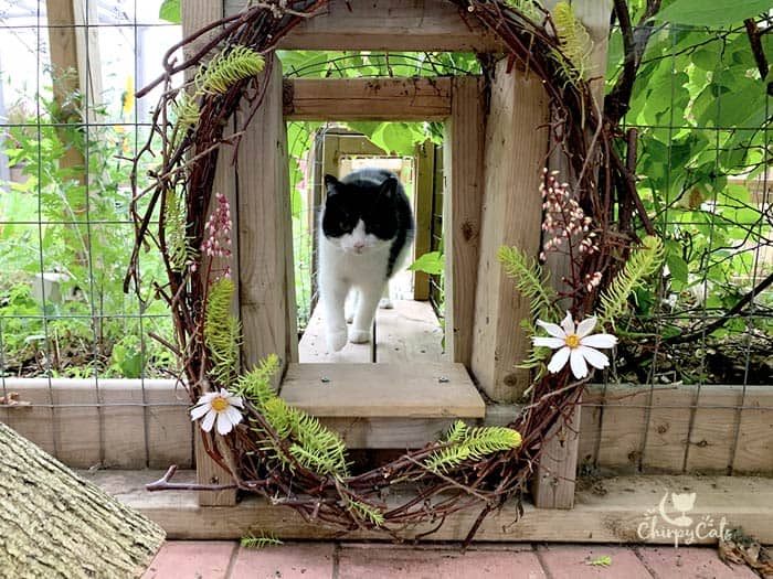 tuxedo cat walking through a cat tunnel decorated with flower wreaths