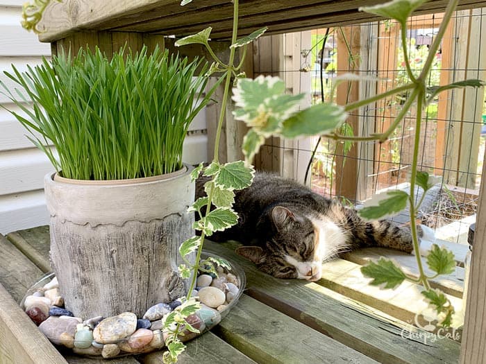 tabby cat snoozes next to a pot on cat grass decorated with gemstones