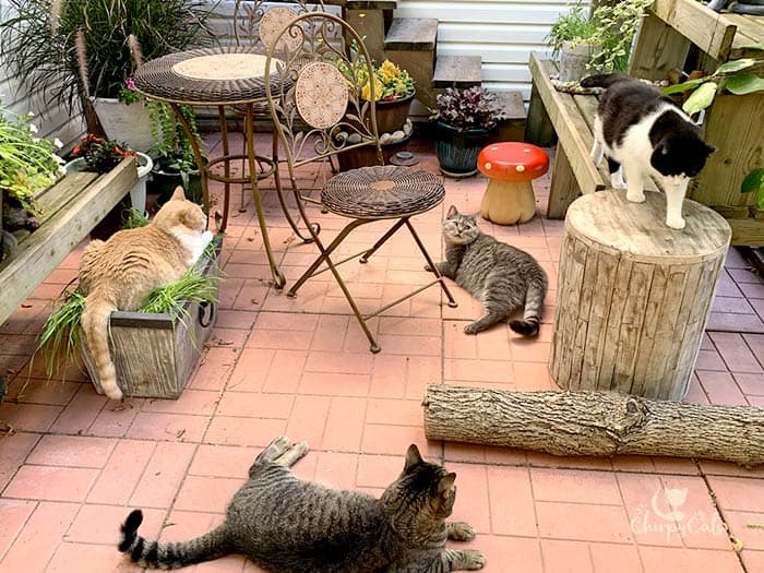 multiple cats enjoying their catio decorated with garden accessories