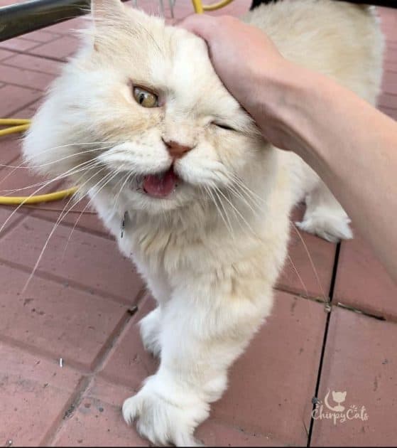 cream coat Persian cat