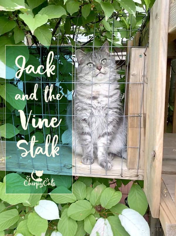 Jack and the Vine Stalk and things we did this summer