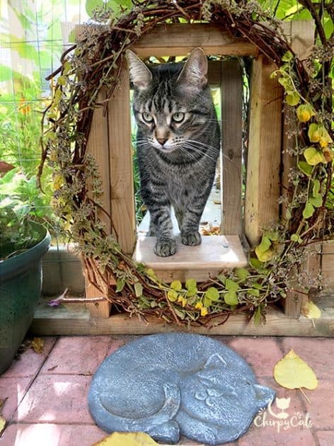 cat at entrance of catio tunnel with summer wreath