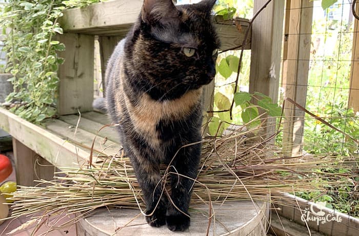 tortie cat with a bundle of grass in the catio