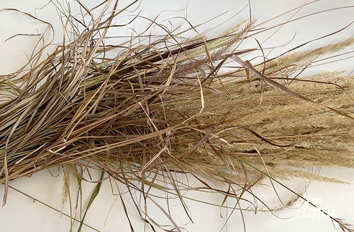 a bundle of reed grass with the plumes
