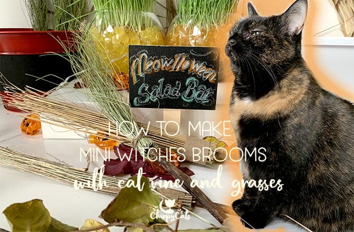 How to Make Mini Witch's Broom Cat Toys from Textures and Scents your Cat will Love
