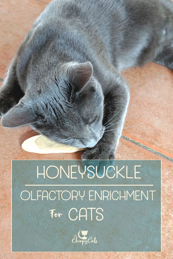 How honeysuckle can uplift your cat to another level of olfactory enrichment