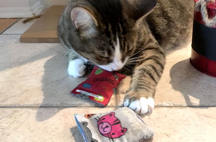 tabby cat sniffing and licking a pouch 