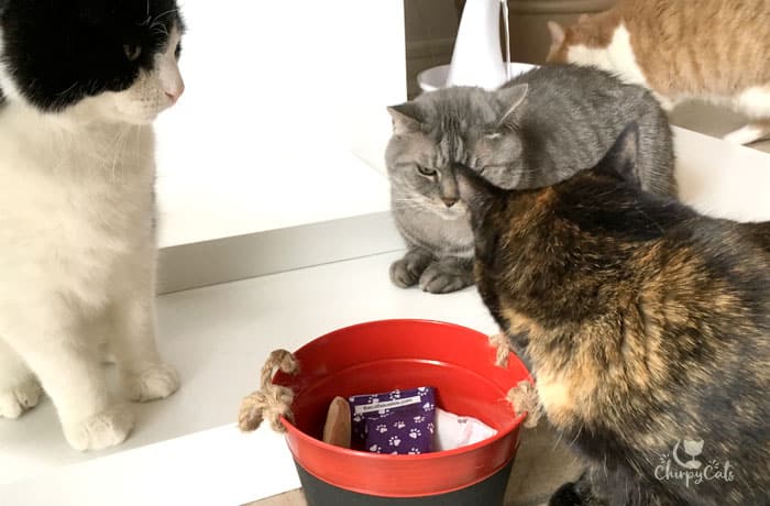 Cats are rummaging through a red bucket filled with honeysuckle toys