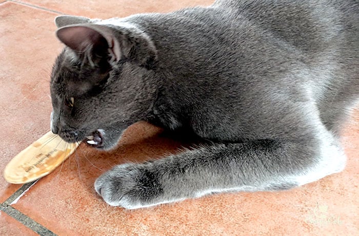 beautiful grey cat licking honeysuckle wood