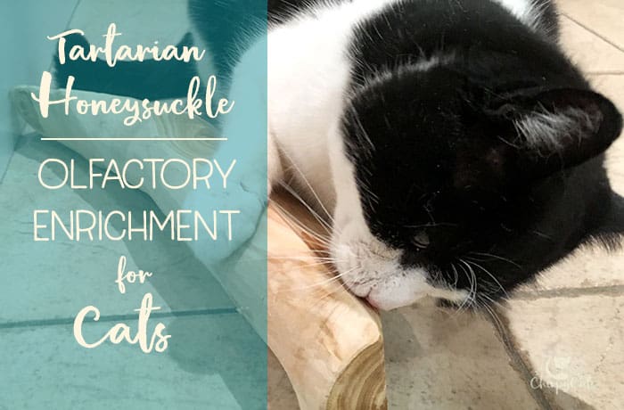 How honeysuckle can uplift your cat to another level of olfactory enrichment
