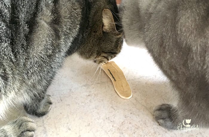 two cats sniffing a piece of honeysuckle wood