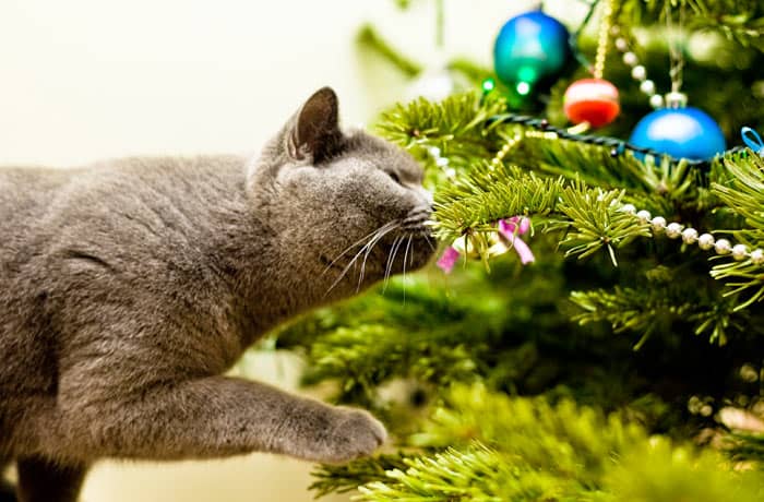 cat sniffing Christmas tree