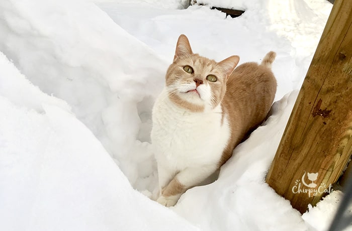 Ginger and white cat in deep snow
