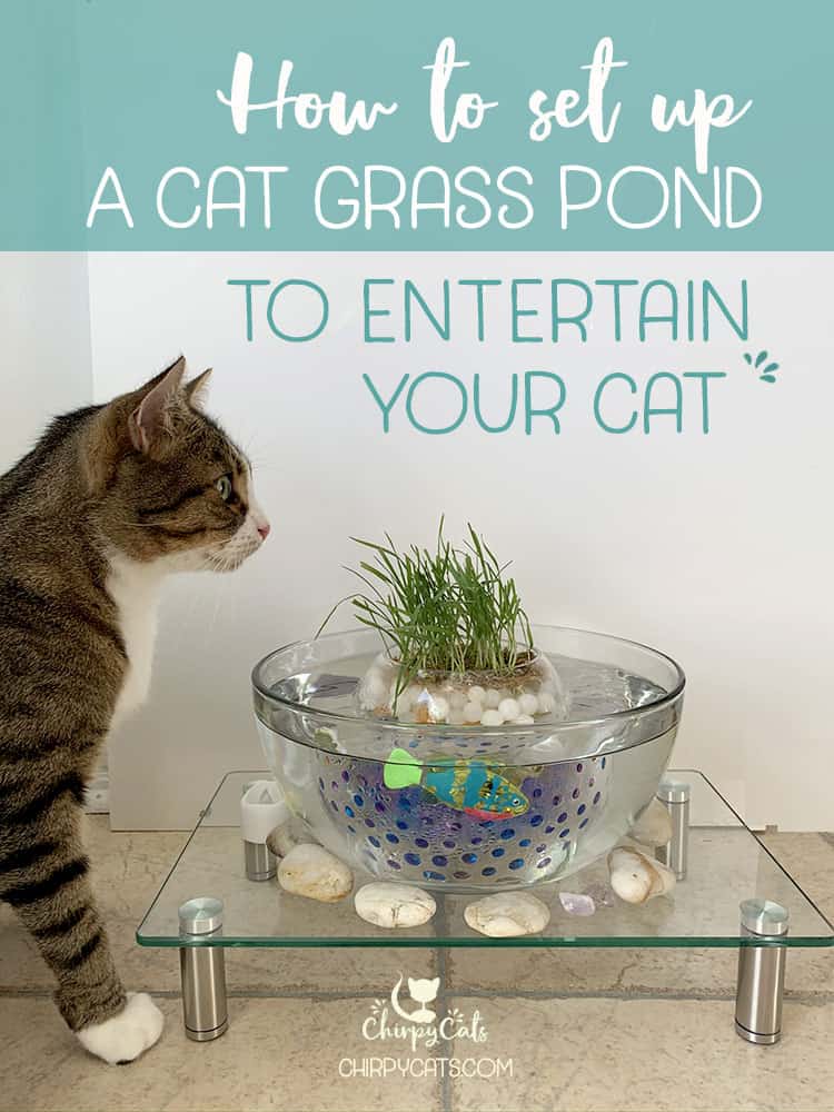 How to Make This Unique and Simple Cat Grass Pond Using Water Beads
