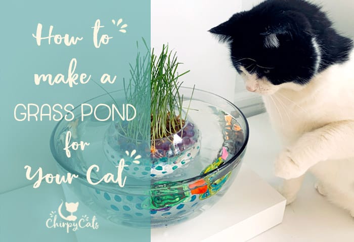 How to Make This Unique and Simple Cat Grass Pond Using Water Beads