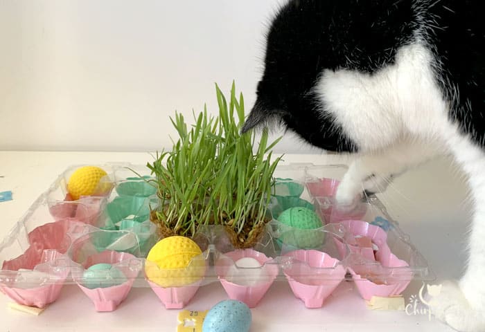 cute cat playing with diy puzzle feeder made from egg cartons and bread ties