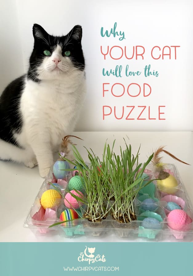 How to Engage your Cat\'s Foraging Instincts With This Fun Cat Food Puzzle