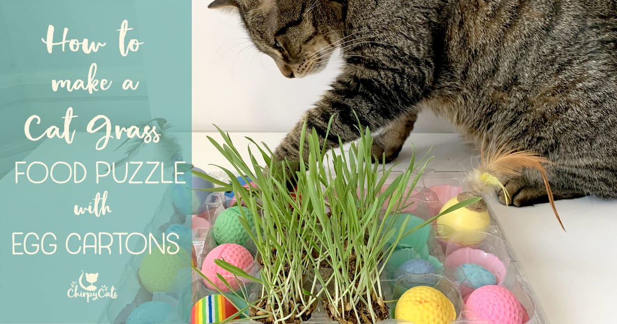 Why Food Puzzles are Good for Cats - Cat Care Clinic
