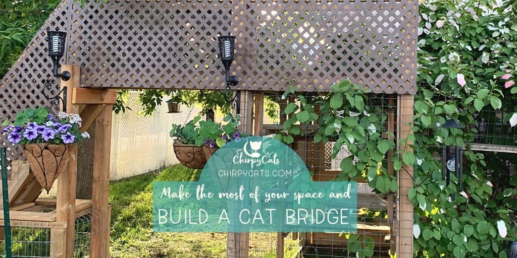 How to build an outdoor cat bridge for your catio