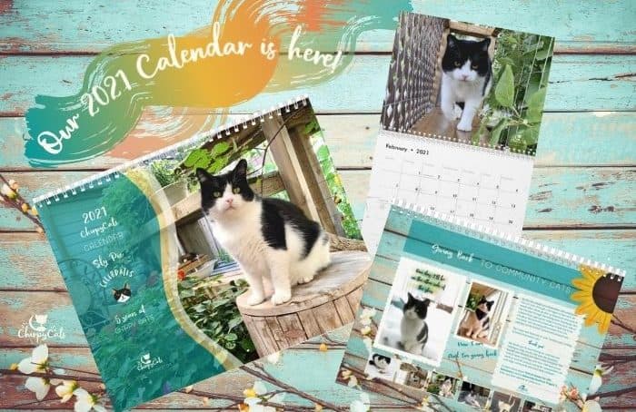 life of Sly the rescue cat wall calendar