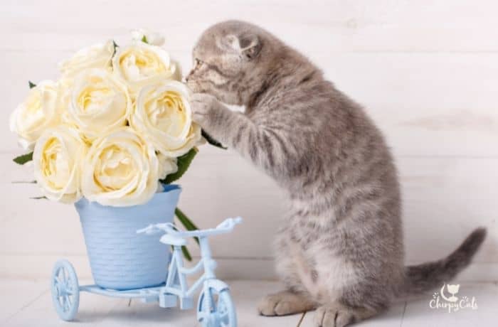 tabby kitten sniffing a rose flower arrangement